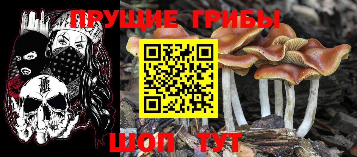 Псилоцибиновые грибы GOLDEN TEACHER  даркнет сайт  Орехово-Зуево  Вход с VPN 